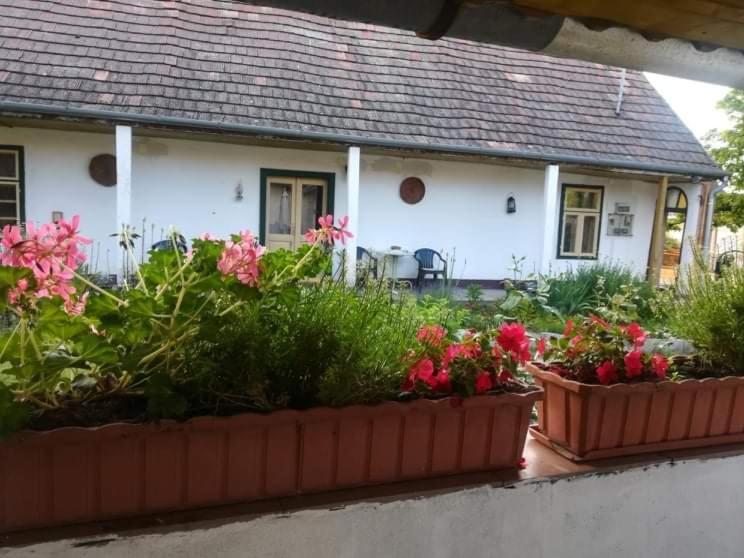 Terez Haza Otel Pazmand Dış mekan fotoğraf